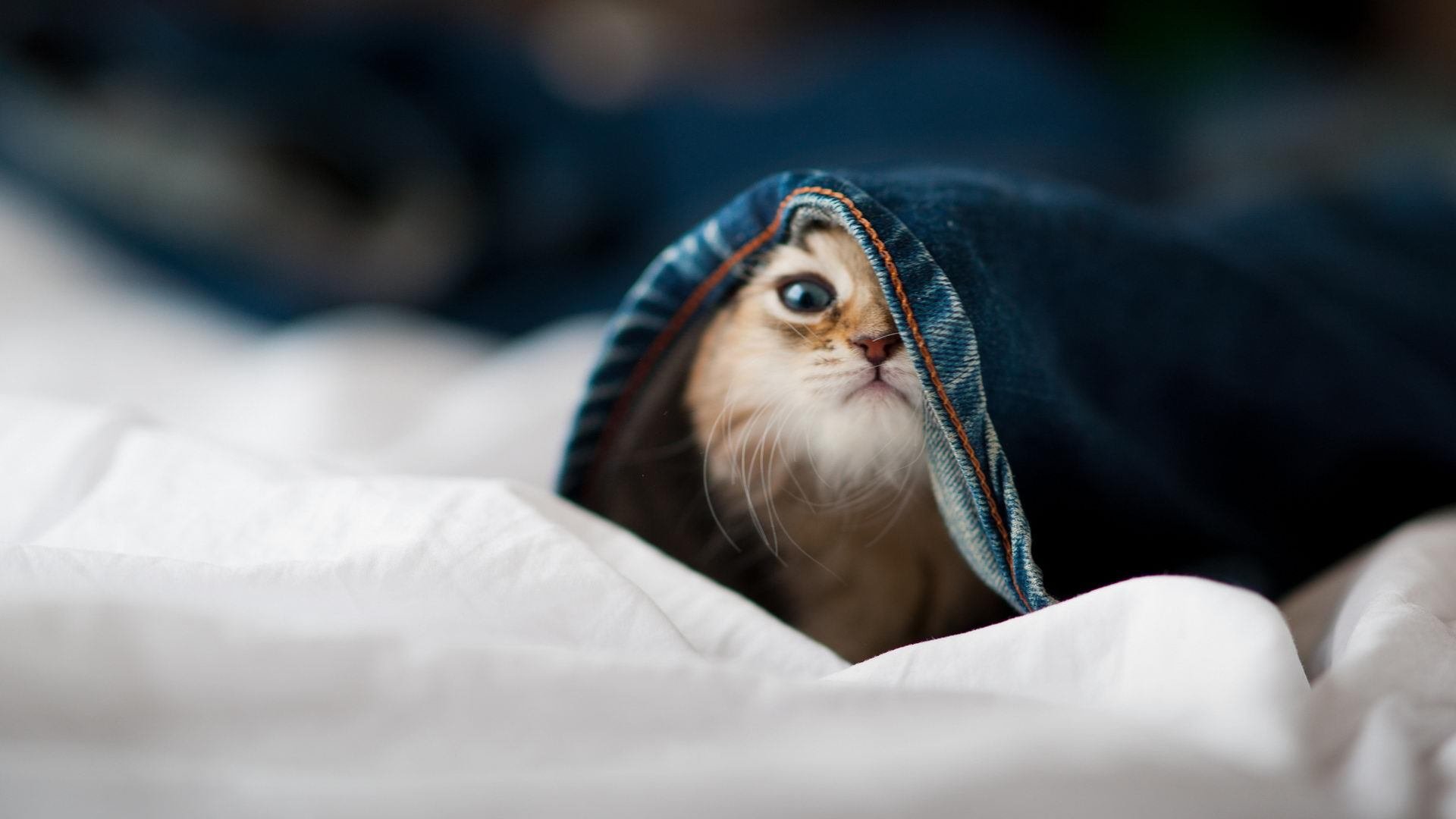 Milan Sports-意甲技艺比拼：从速度到技巧的极致展示，意甲比赛特点