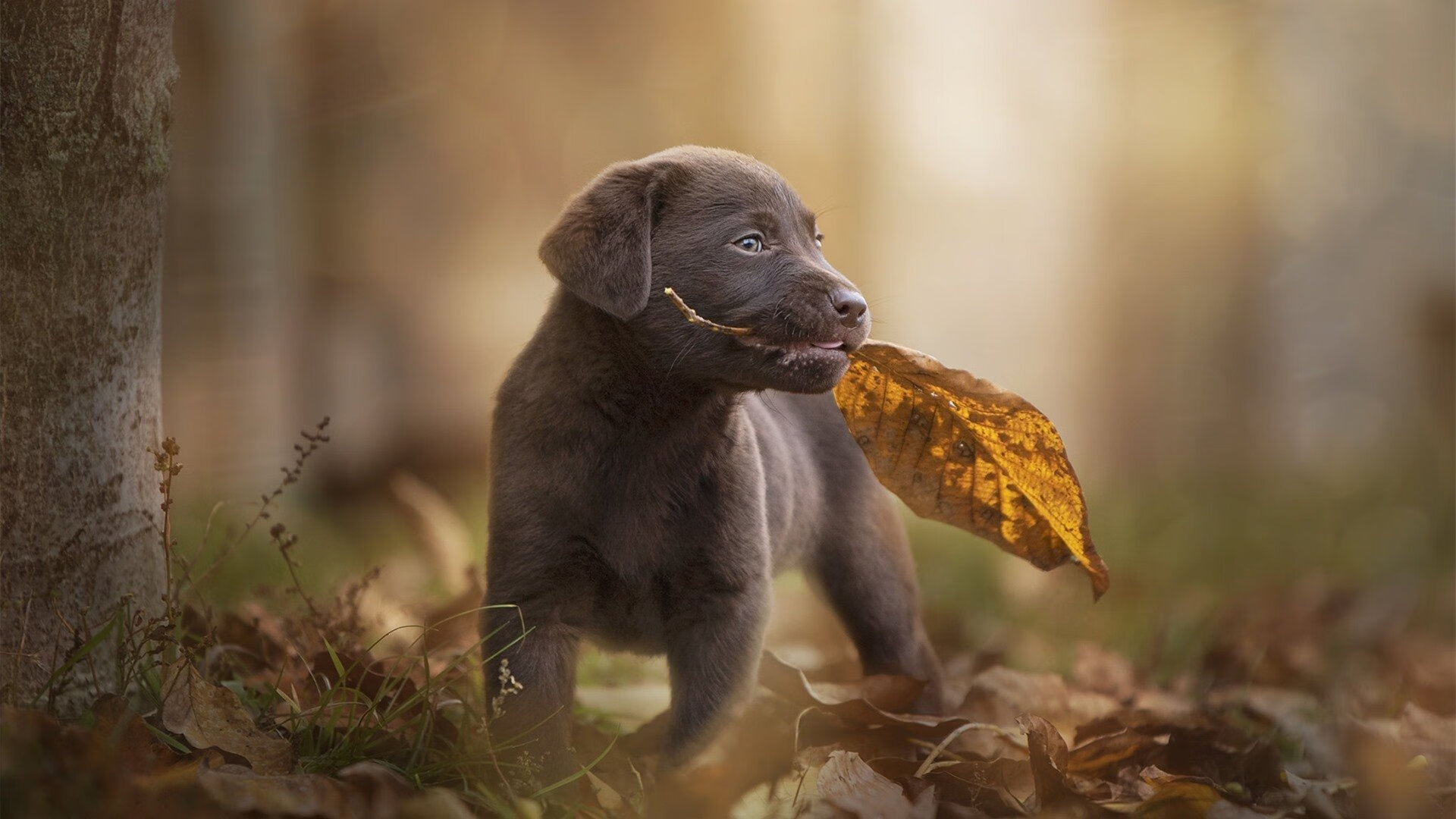 Milan Sports-意甲攻守大碰撞：节奏快得令人窒息！，意甲强吗